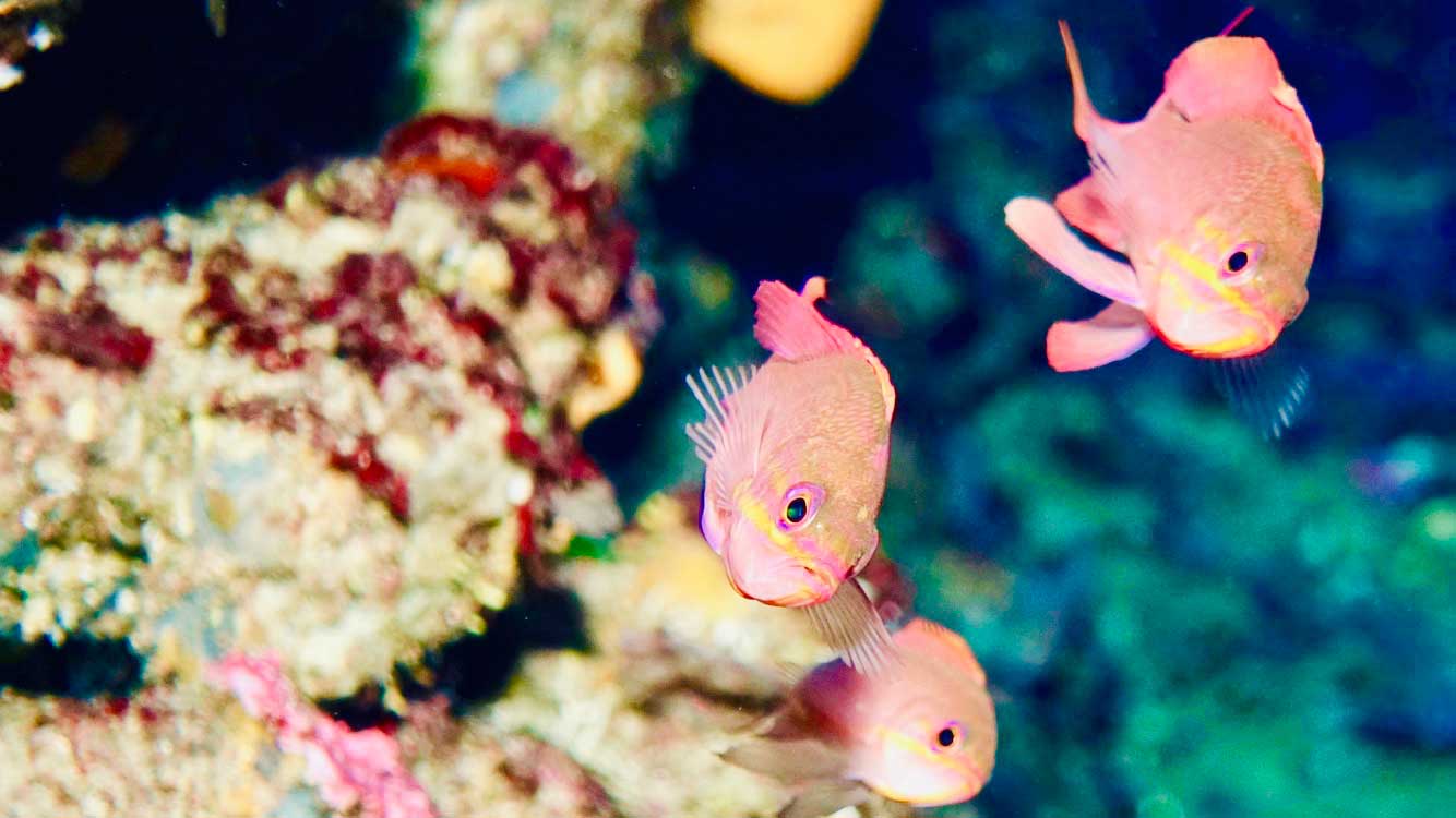 Guía de buceo para principiantes