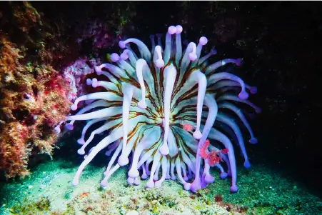 Aventuras submarinas en el Pacífico