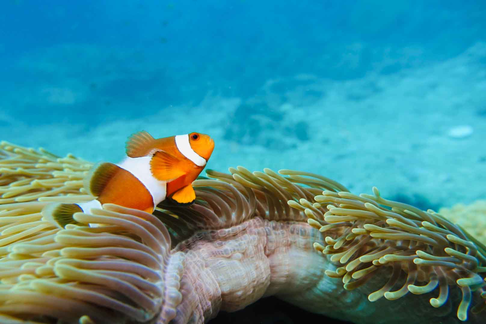 Explorando arrecifes coralinos