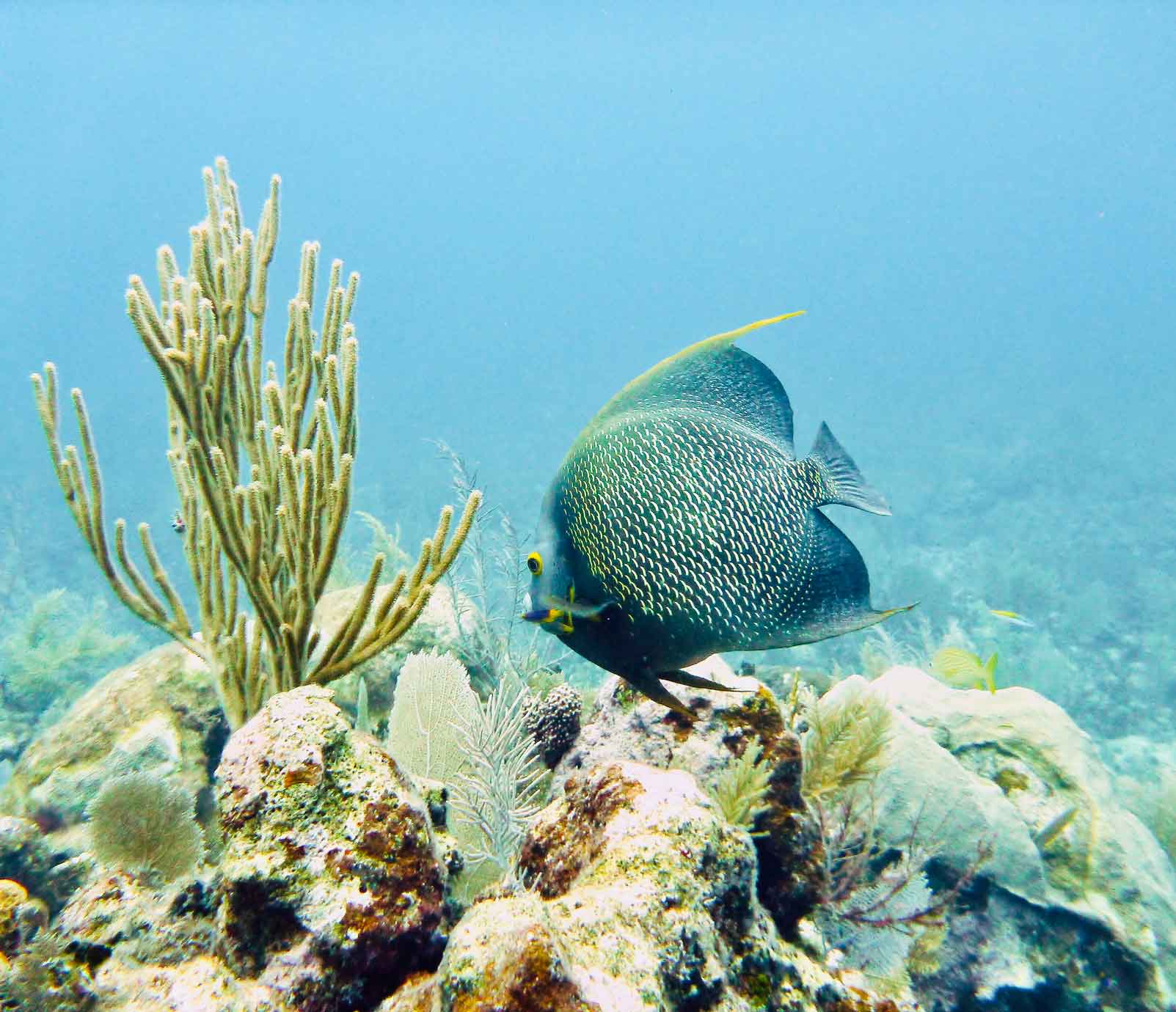 Explorando arrecifes coralinos