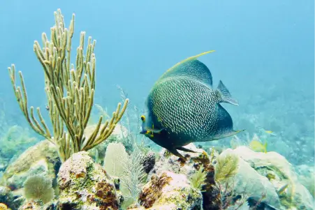 Mahahual Dive Sites