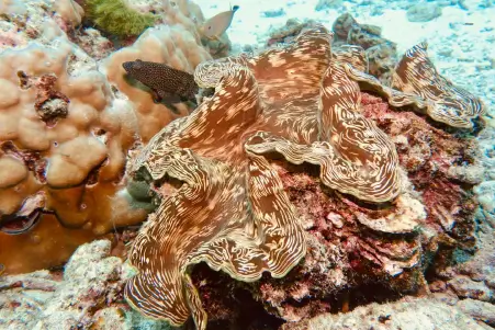 Phuket Coral Reefs