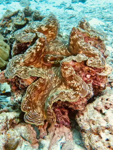 Phuket Dive Sites