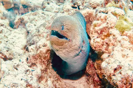 Phukey Marine Life