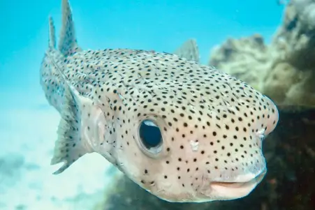 Phuket Scuba Diving