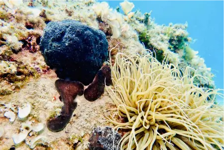 Rovinj Underwater flora and fauna