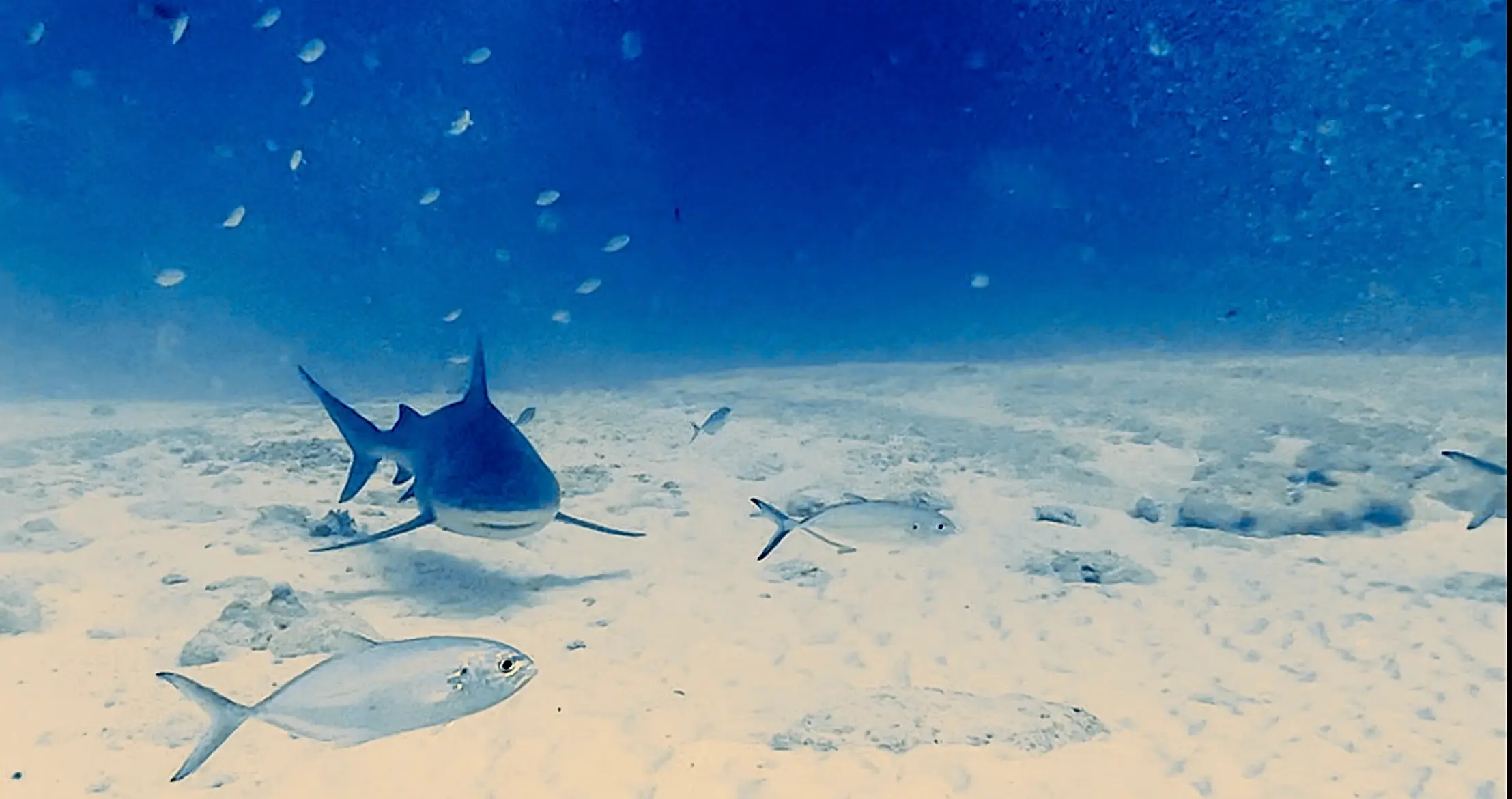 Explorando arrecifes coralinos